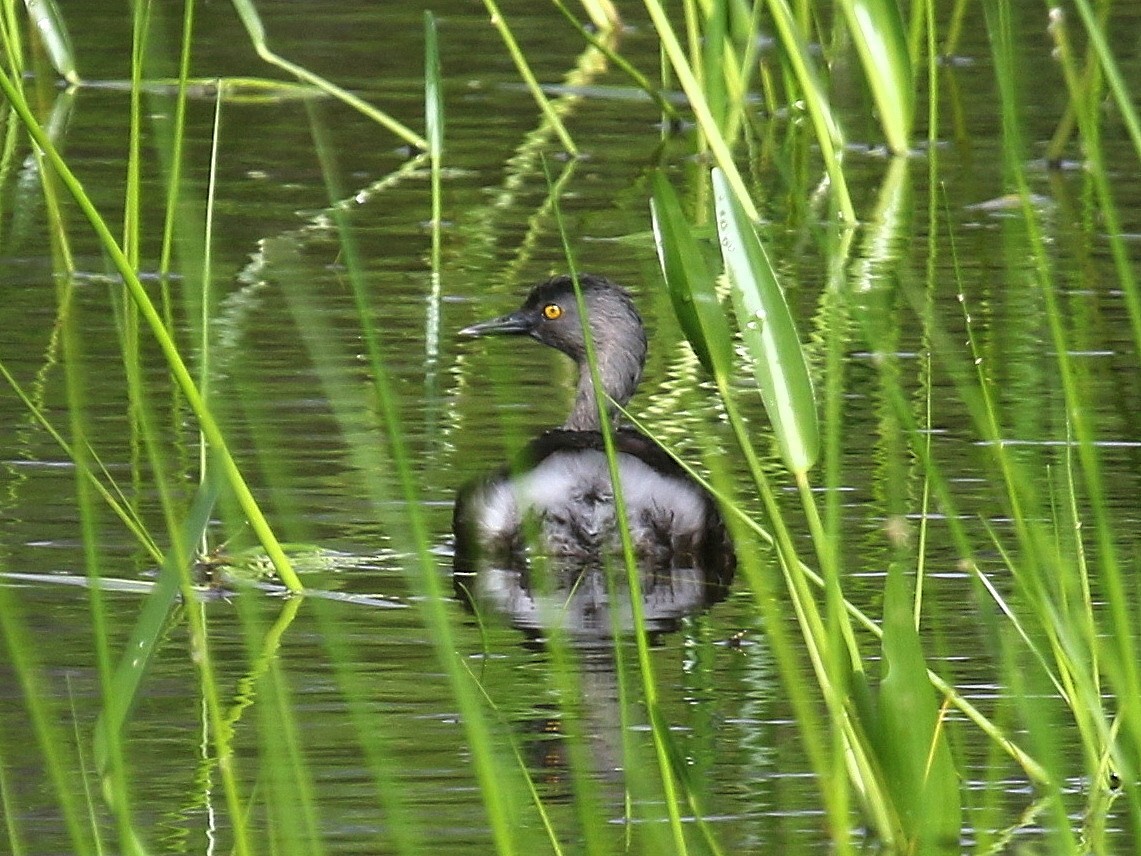 Least Grebe - Jay Keller