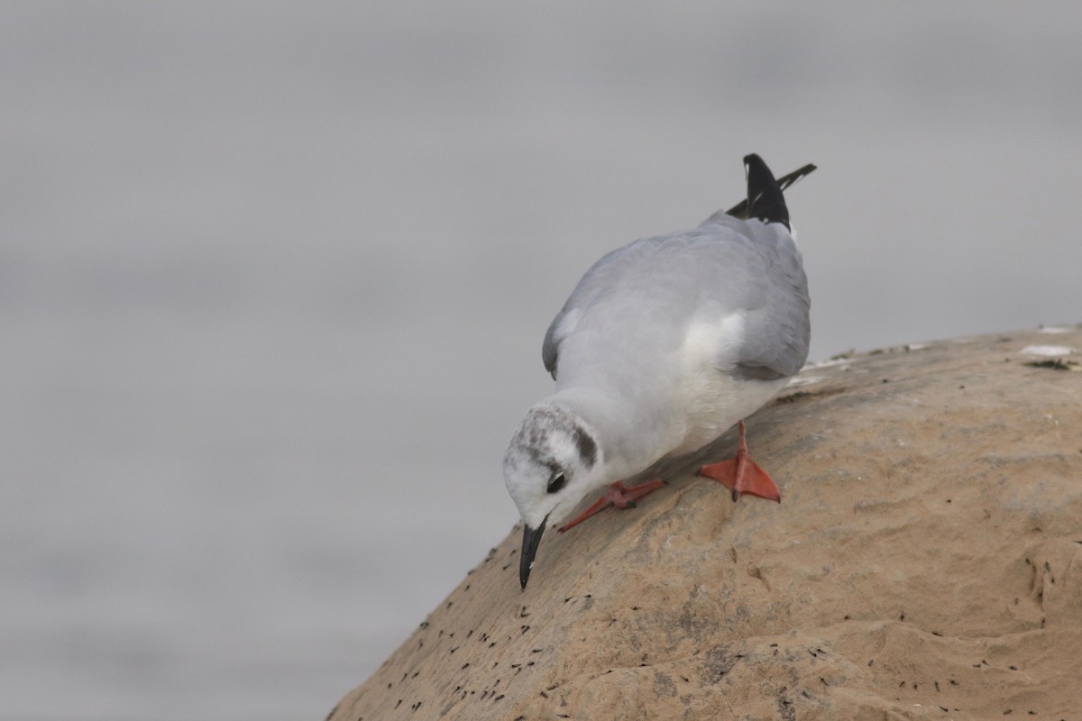 Mouette de Bonaparte - ML148149161