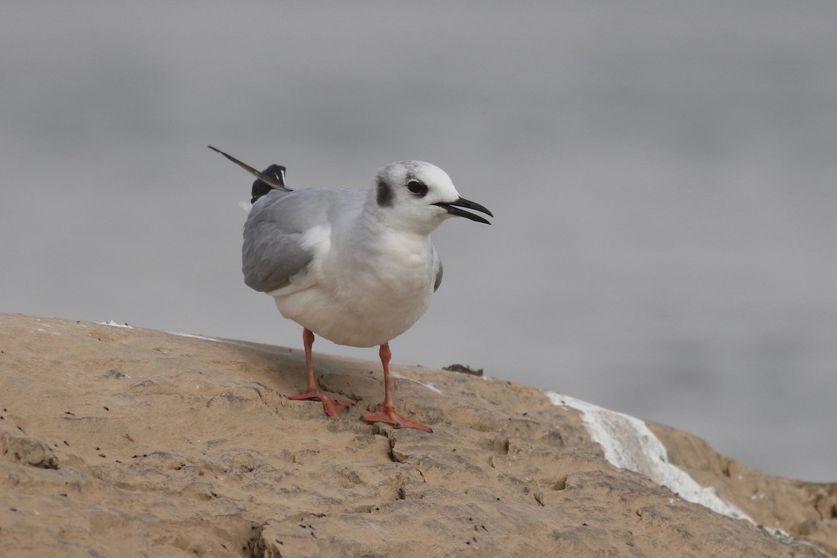 Bonaparte's Gull - ML148149181