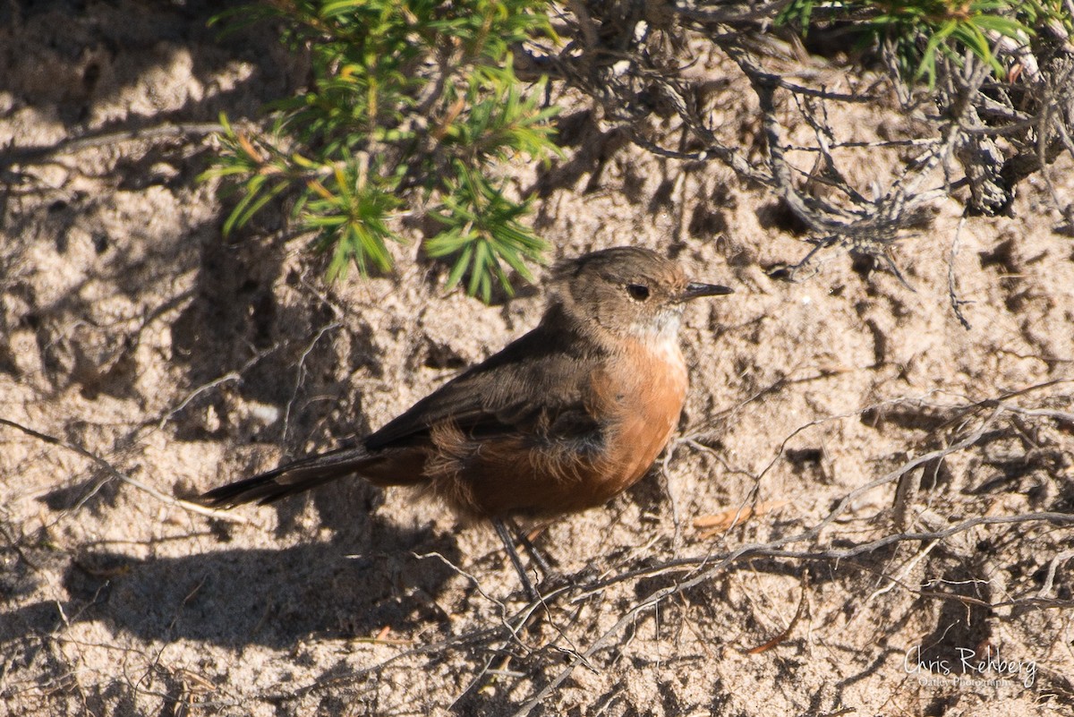 Rockwarbler - Chris Rehberg  | Sydney Birding