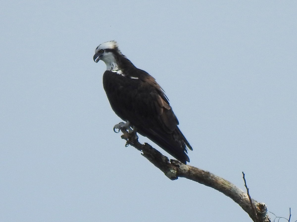 Osprey (carolinensis) - bob butler