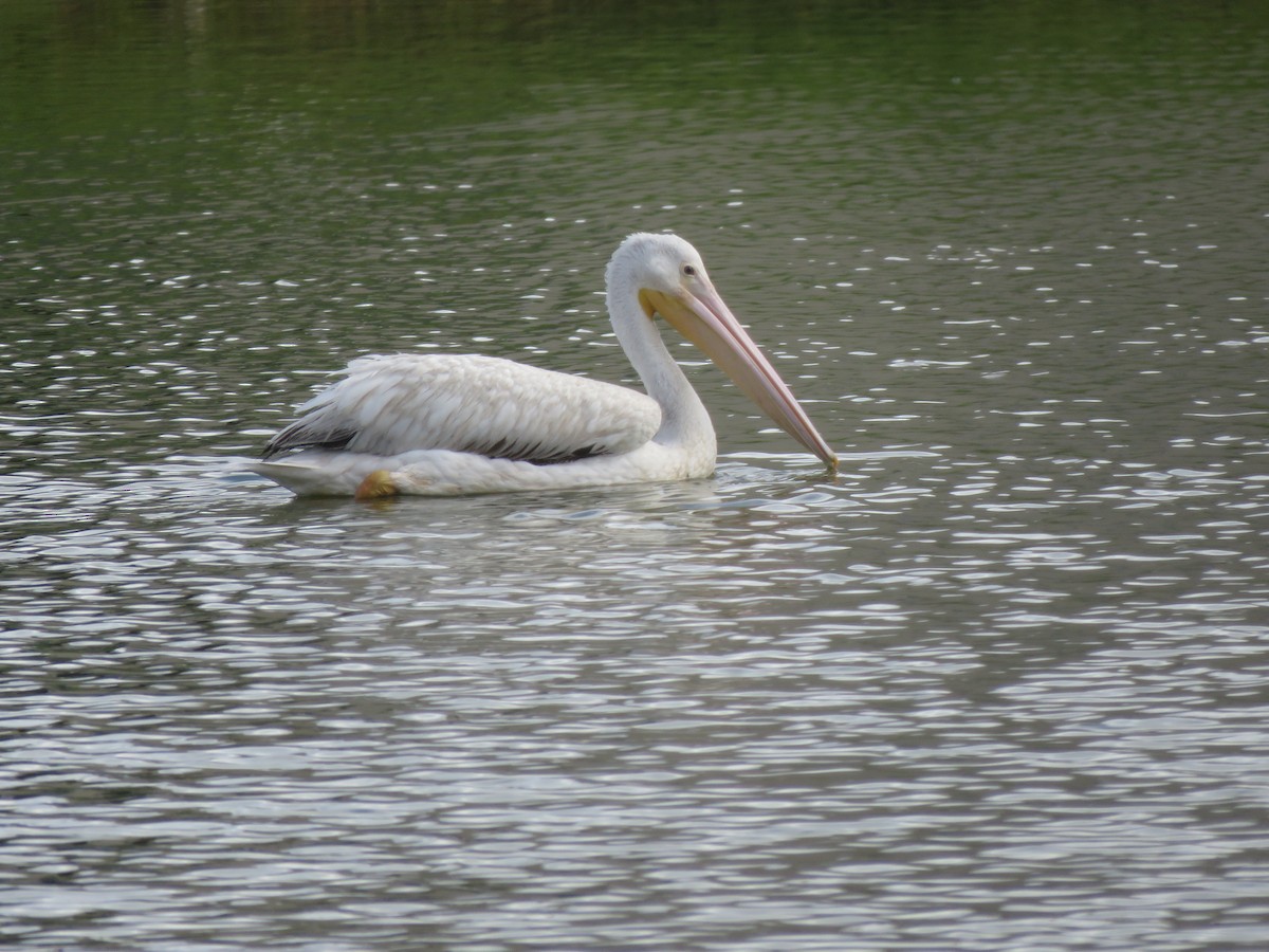 American White Pelican - Jessica Anne