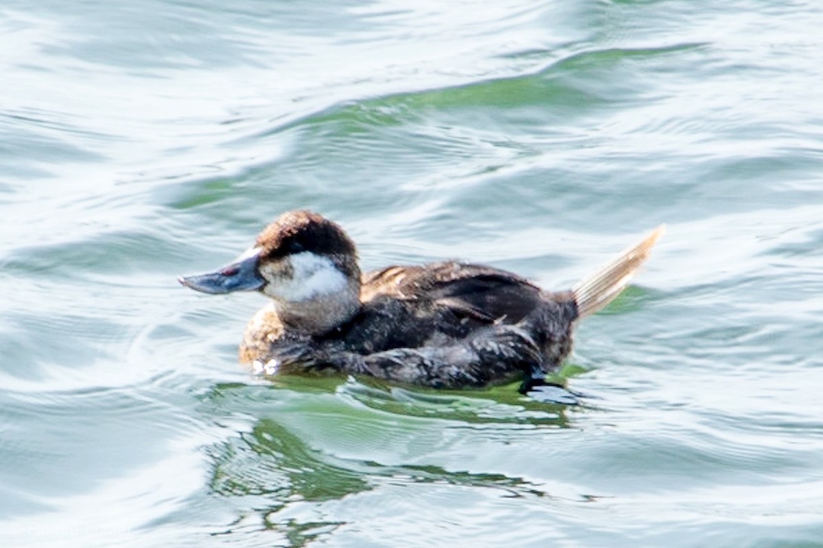 Ruddy Duck - ML148152131