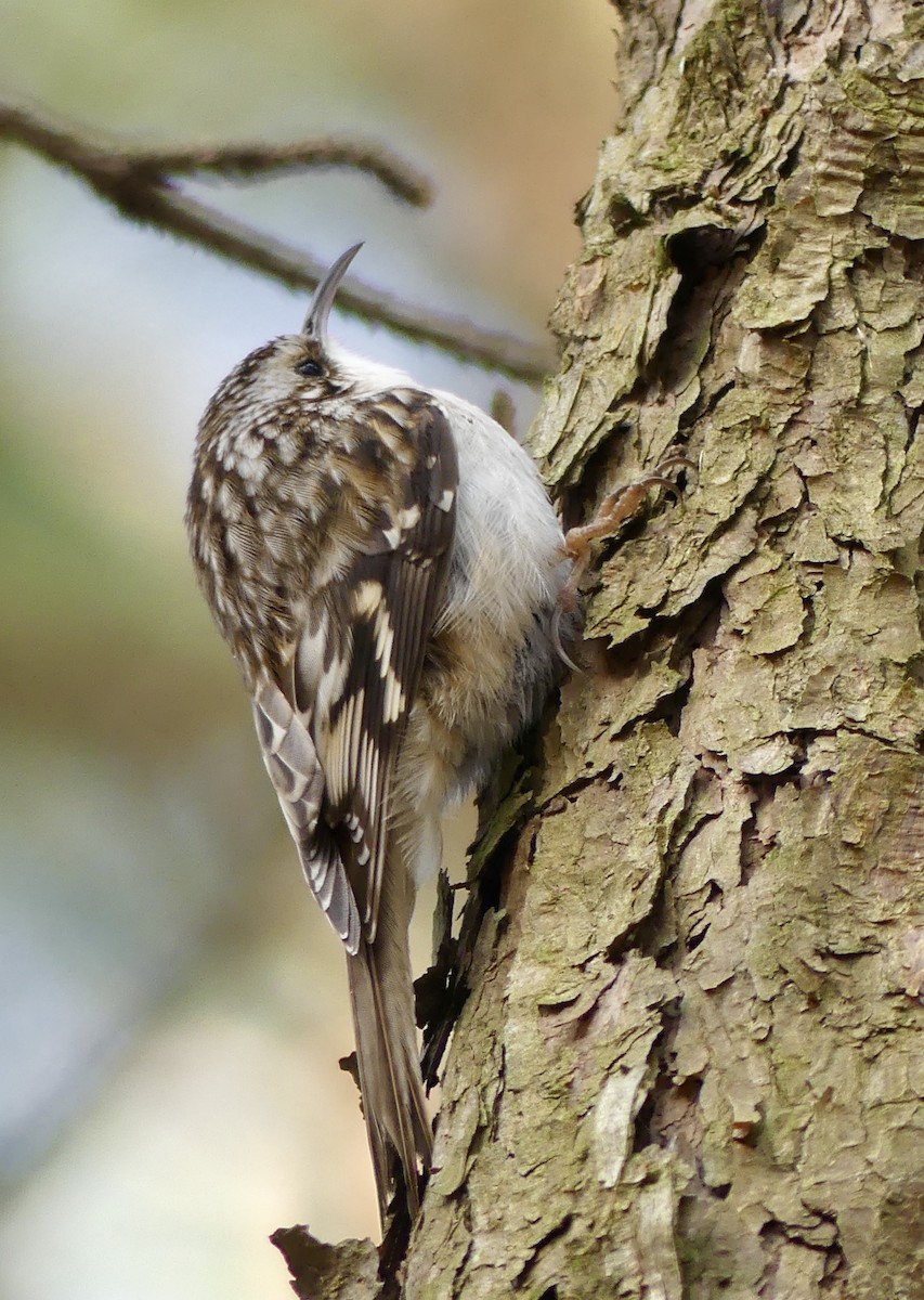 Brown Creeper - ML148152831