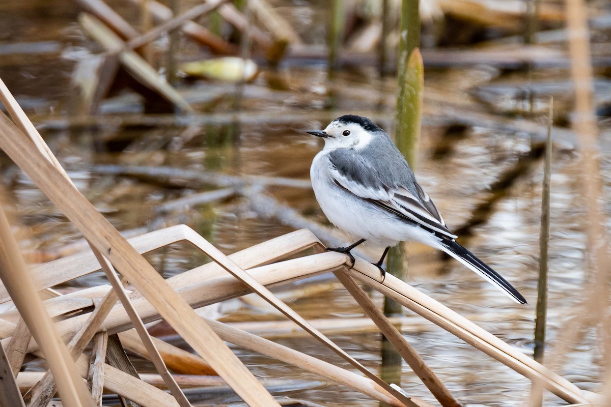 White Wagtail (Chinese) - ML148153231