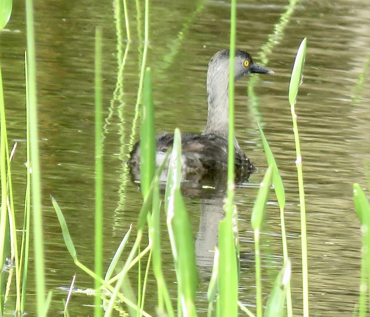 Least Grebe - Jessica Anne