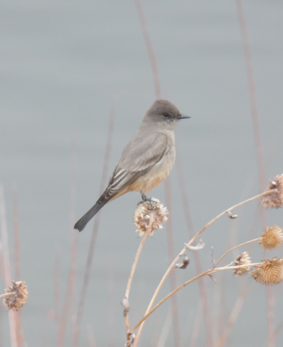 Say's Phoebe - ML148153751