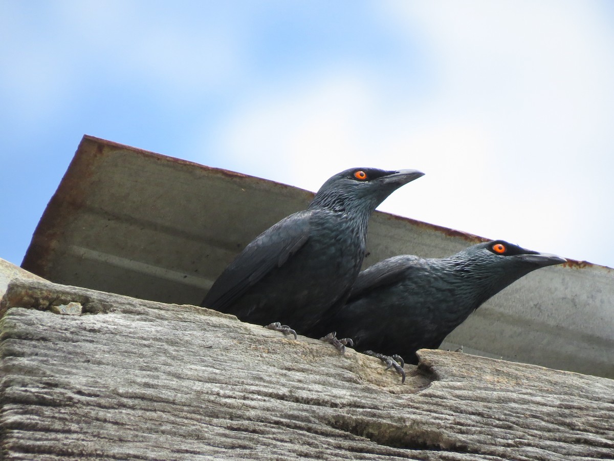 Singing Starling - Christian Cholette