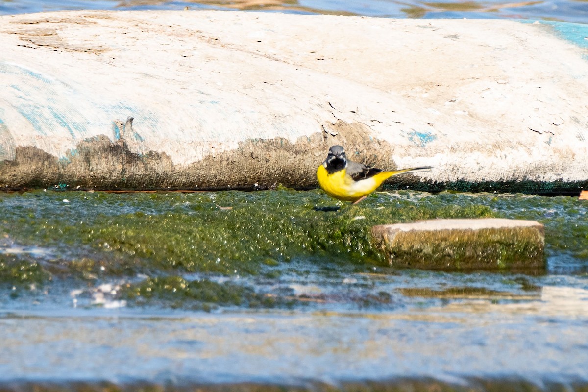 Gray Wagtail - ML148154361
