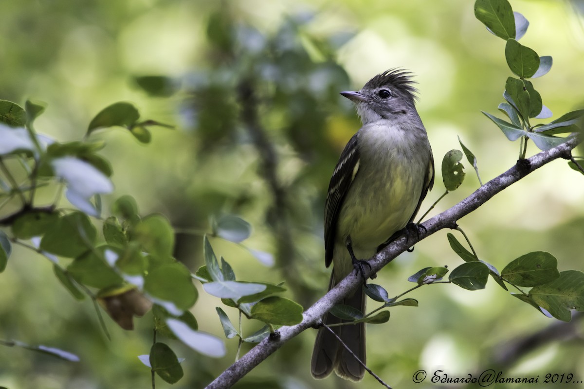 Yellow-bellied Elaenia - Jorge Eduardo Ruano