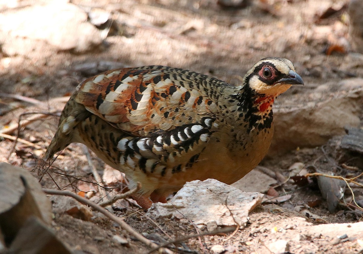 Bar-backed Partridge - Tim Avery