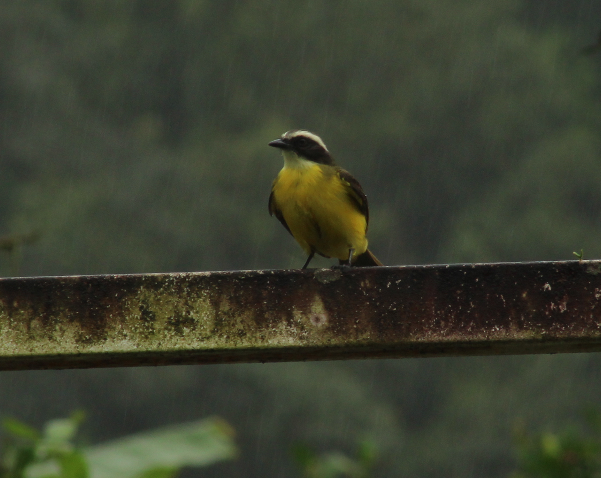 Social Flycatcher - Christiana Fattorelli