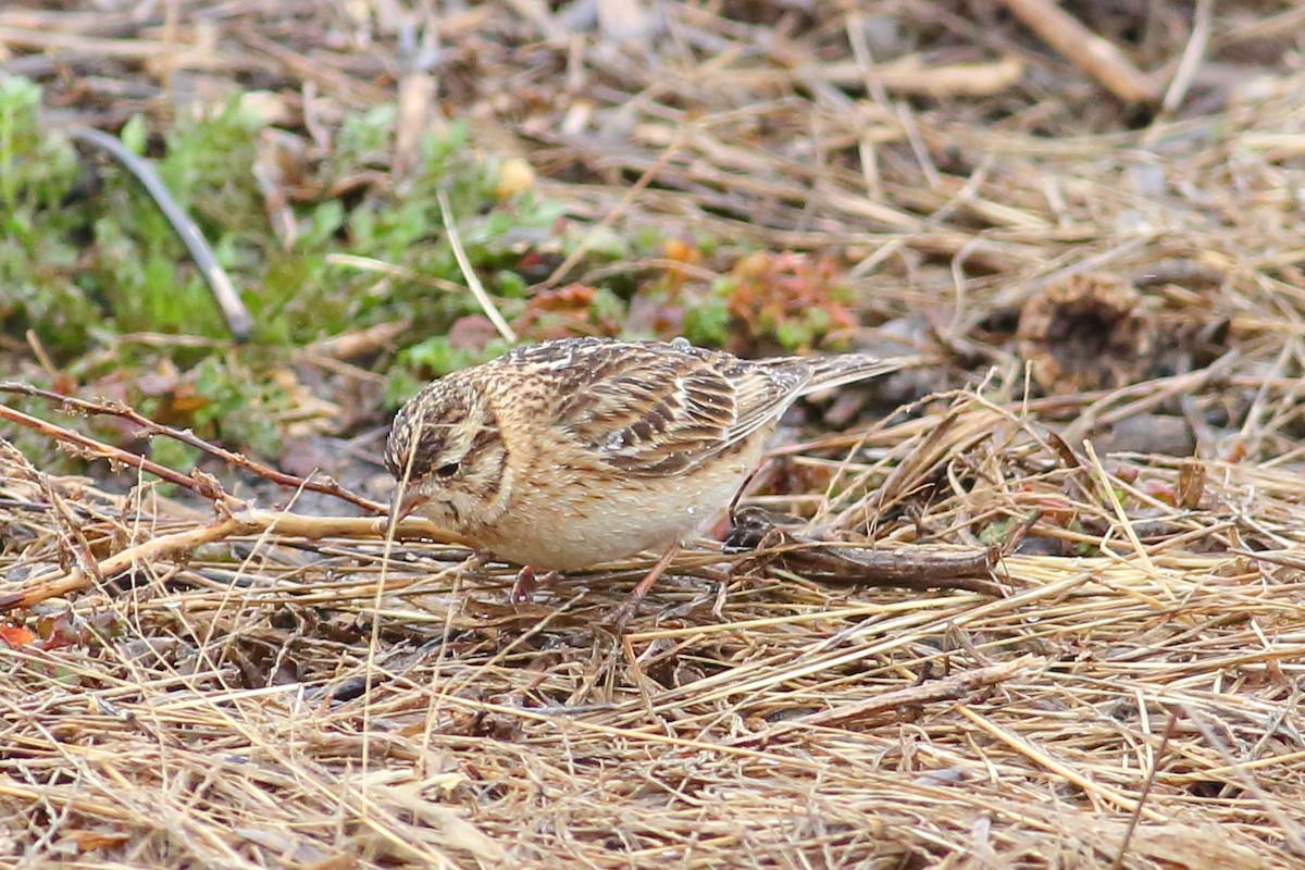 Smith's Longspur - ML148155721