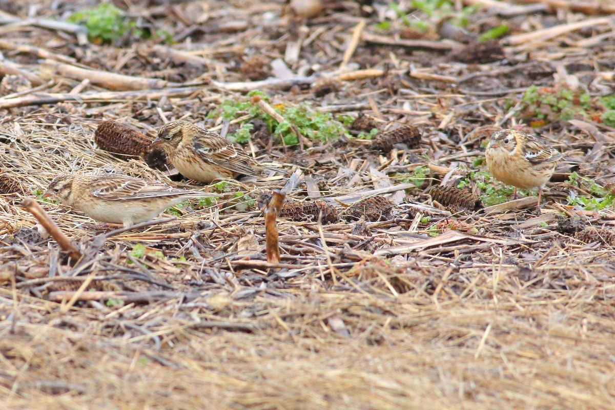 Smith's Longspur - ML148155751