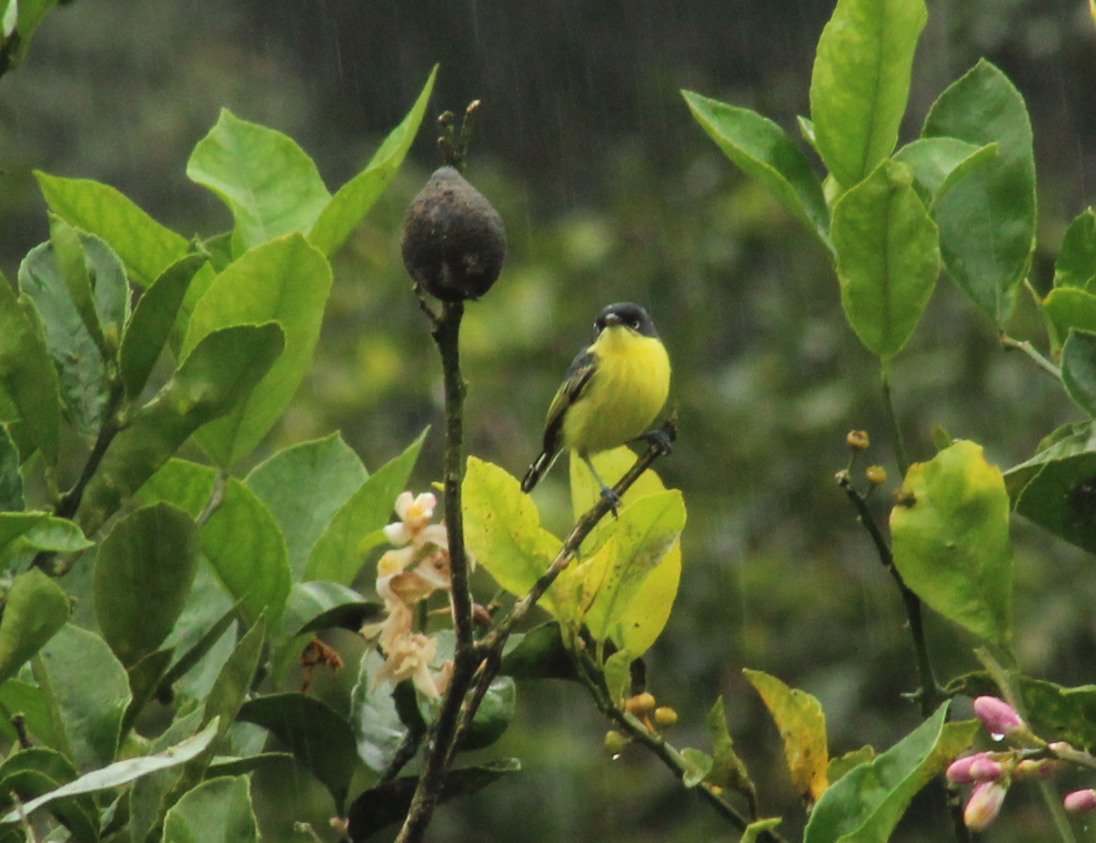 Common Tody-Flycatcher - Christiana Fattorelli