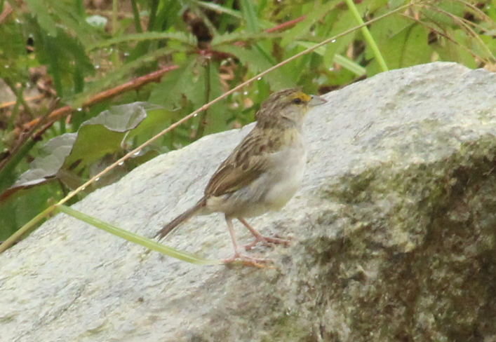 Bruant à front d'or - ML148156371