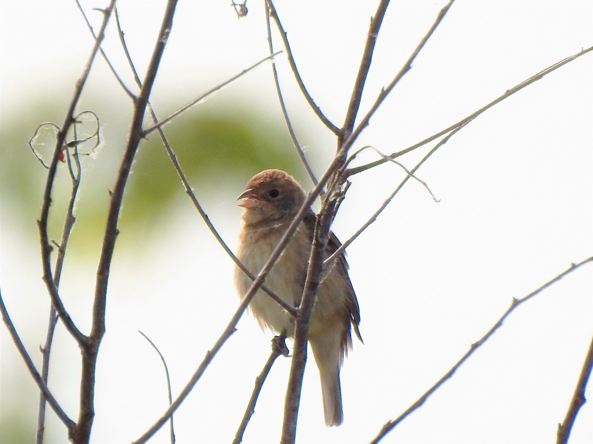 Indigo Bunting - ML148157251