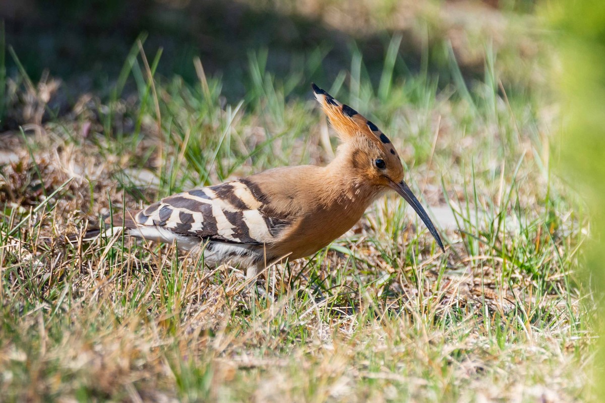 Common Hoopoe (Eurasian) - ML148158891