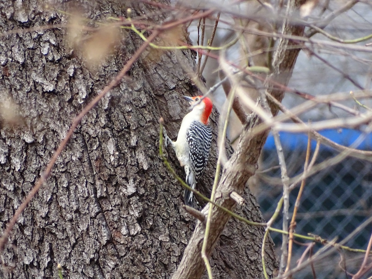 Red-bellied Woodpecker - ML148159561