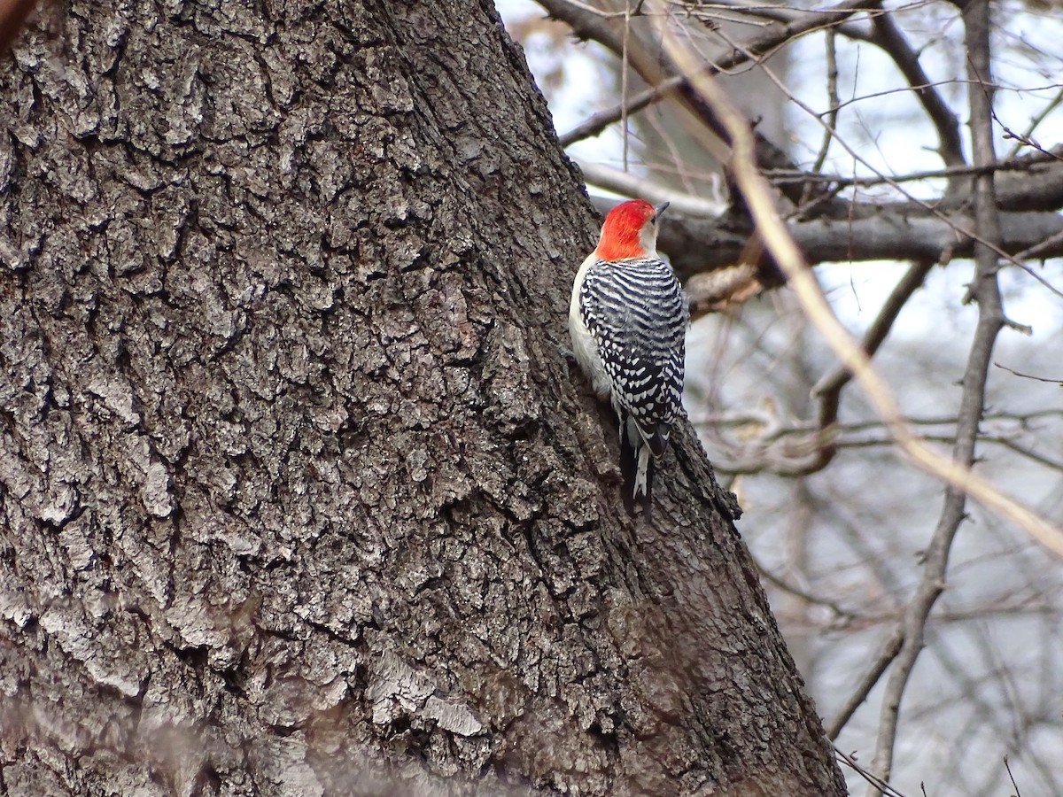 Red-bellied Woodpecker - ML148159571