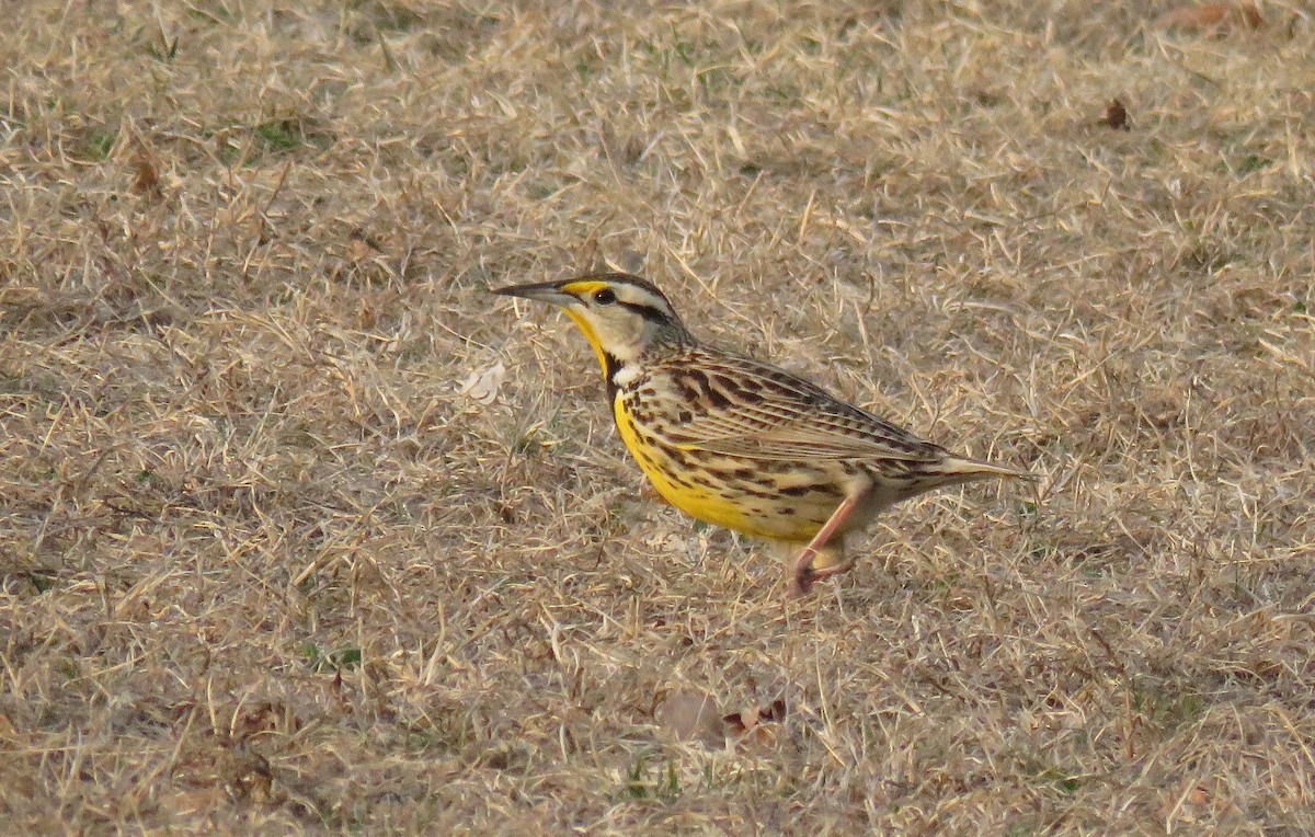 Eastern Meadowlark - ML148160301