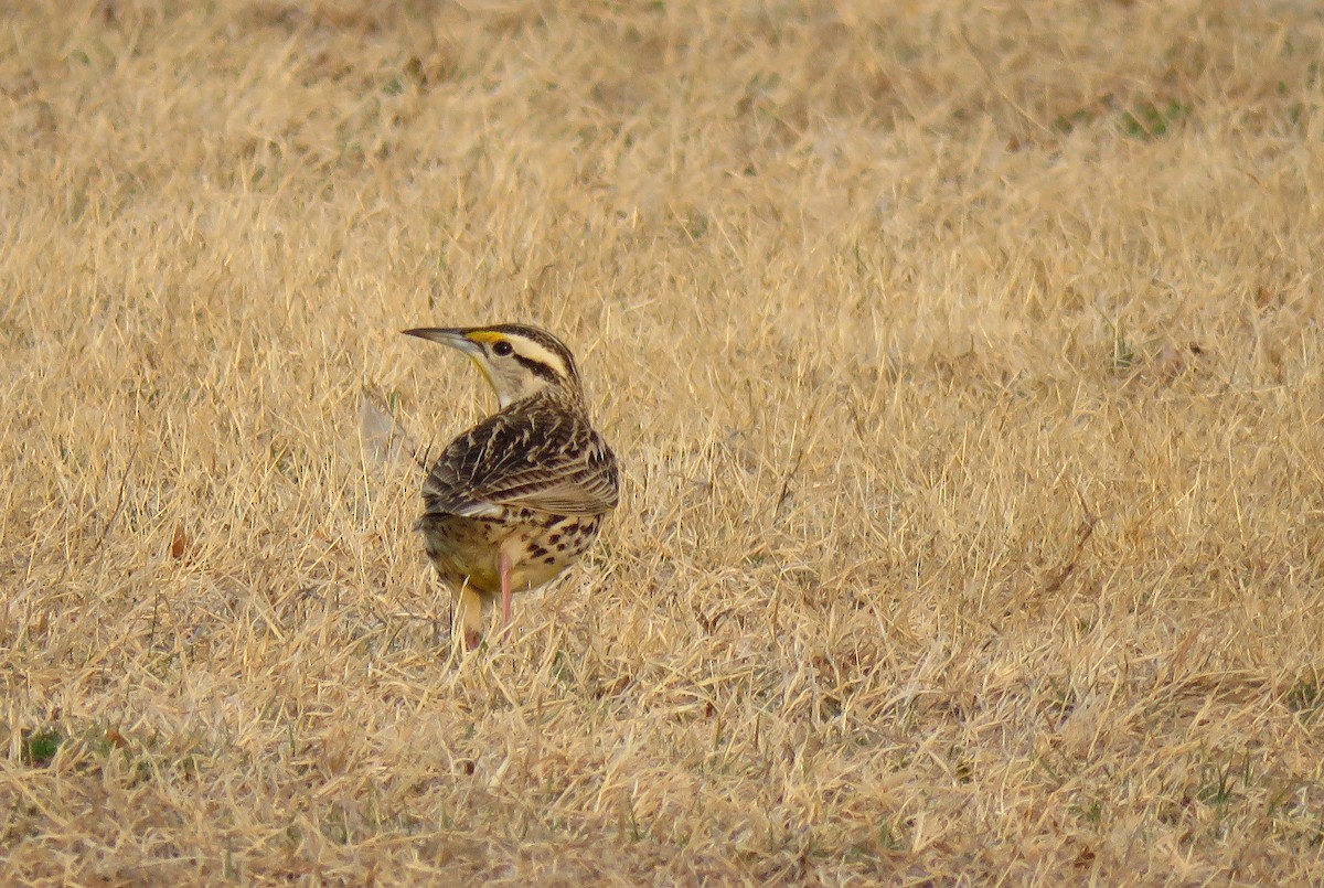 Eastern Meadowlark - ML148160311