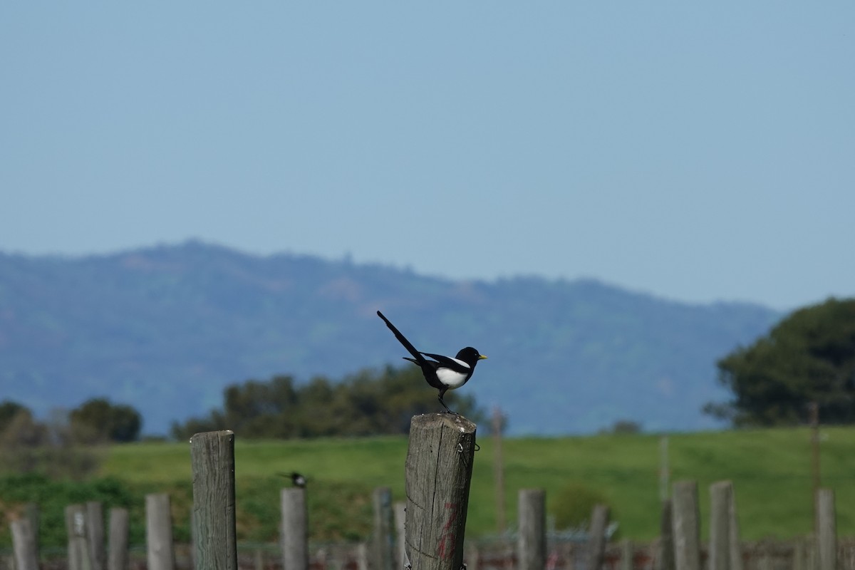 Yellow-billed Magpie - Erica Rutherford/ John Colbert