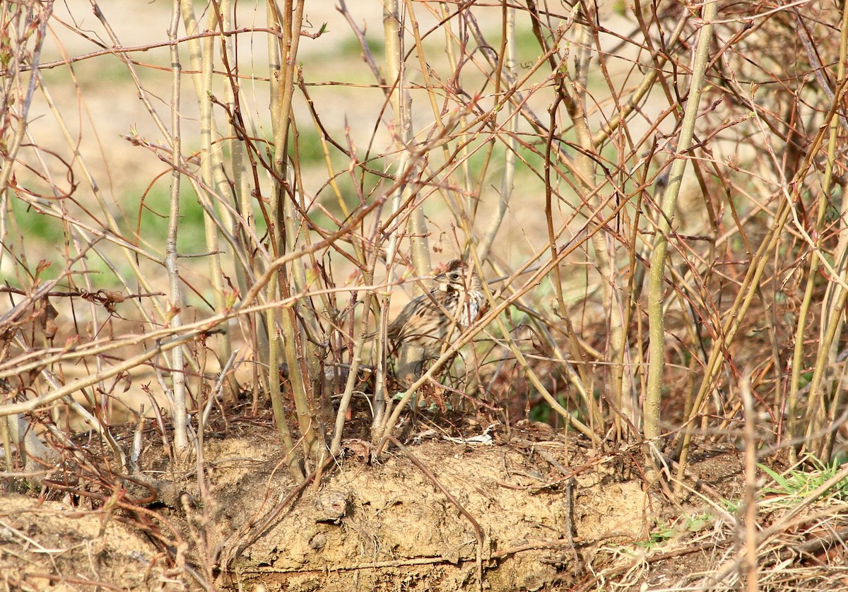 Song Sparrow - ML148162191