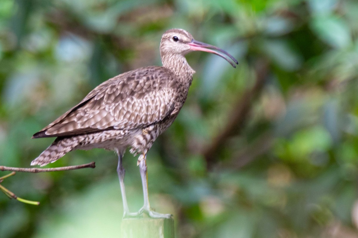 Eurasian Whimbrel - ML148162941