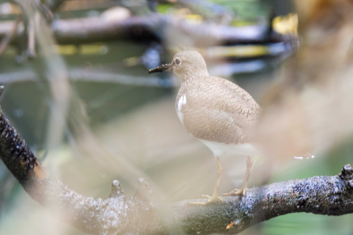 Common Sandpiper - ML148163021