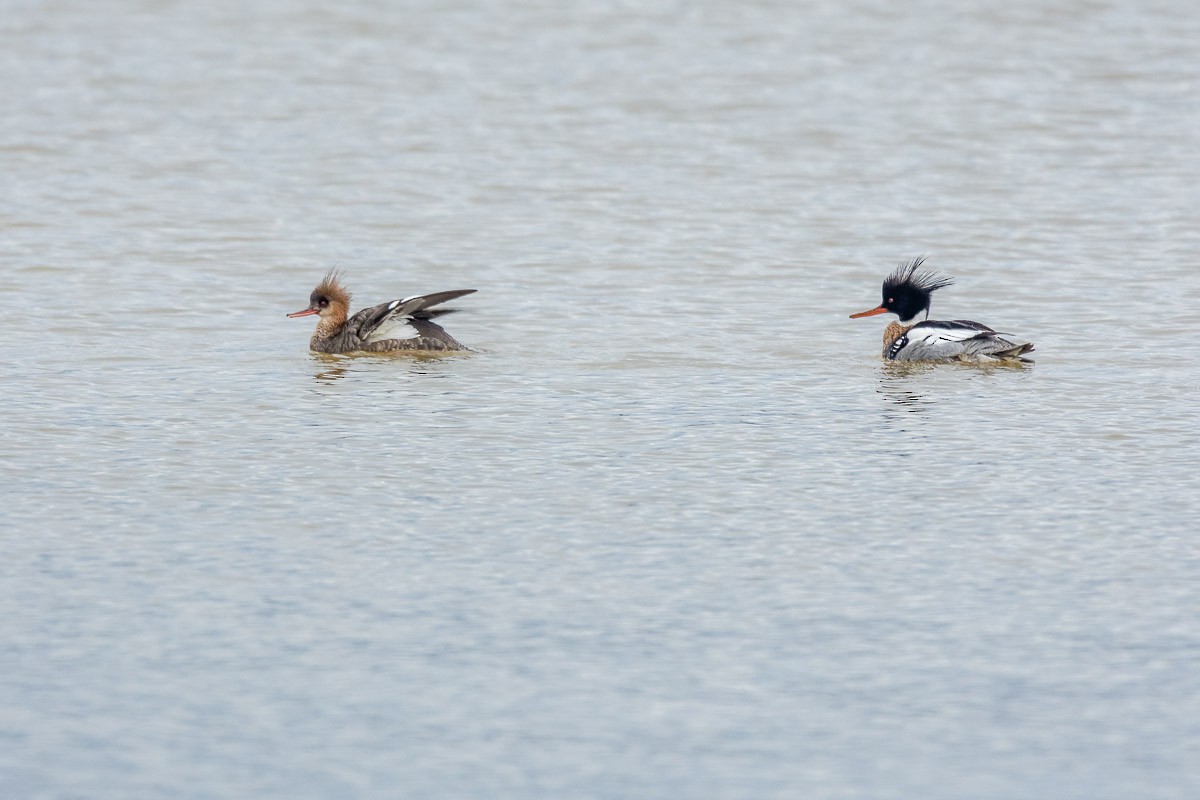 Red-breasted Merganser - ML148163361