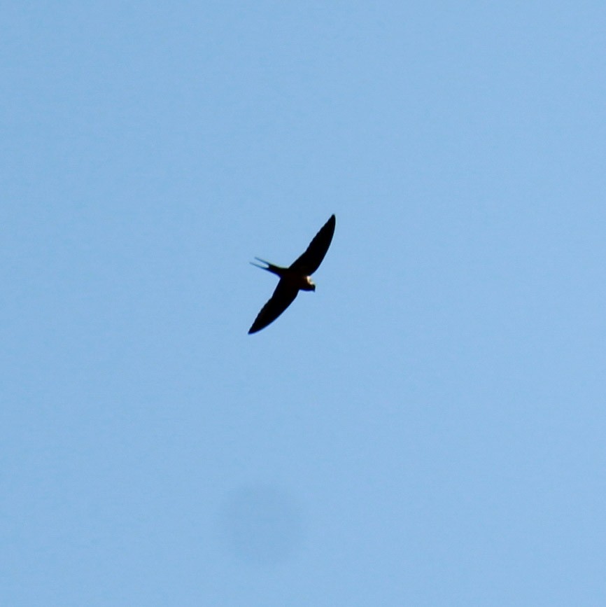 Barn Swallow - ML148163671