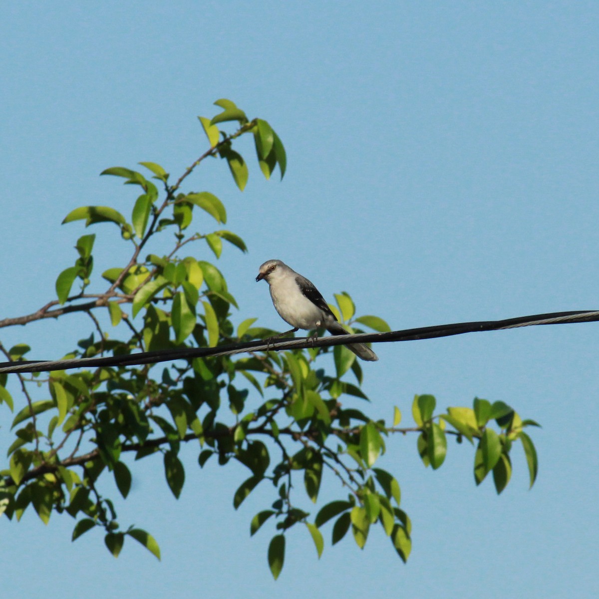 Tropical Mockingbird (Mayan) - ML148164241