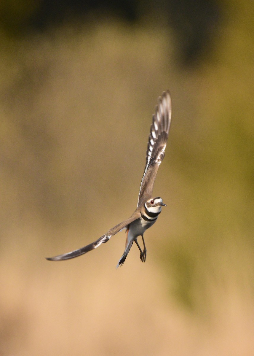 Killdeer - ML148164601