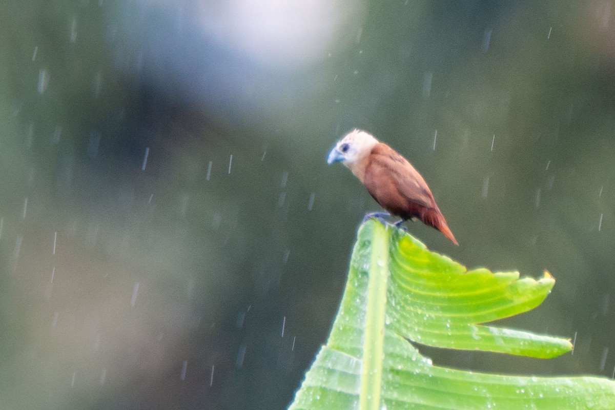 White-headed Munia - ML148164941
