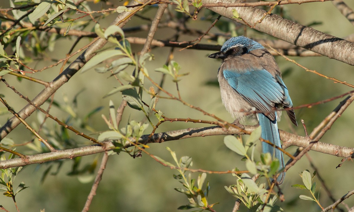 California Scrub-Jay - ML148165101