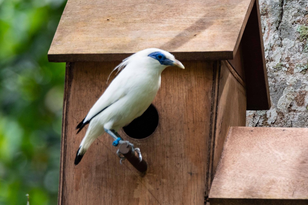 Bali Myna - ML148167341