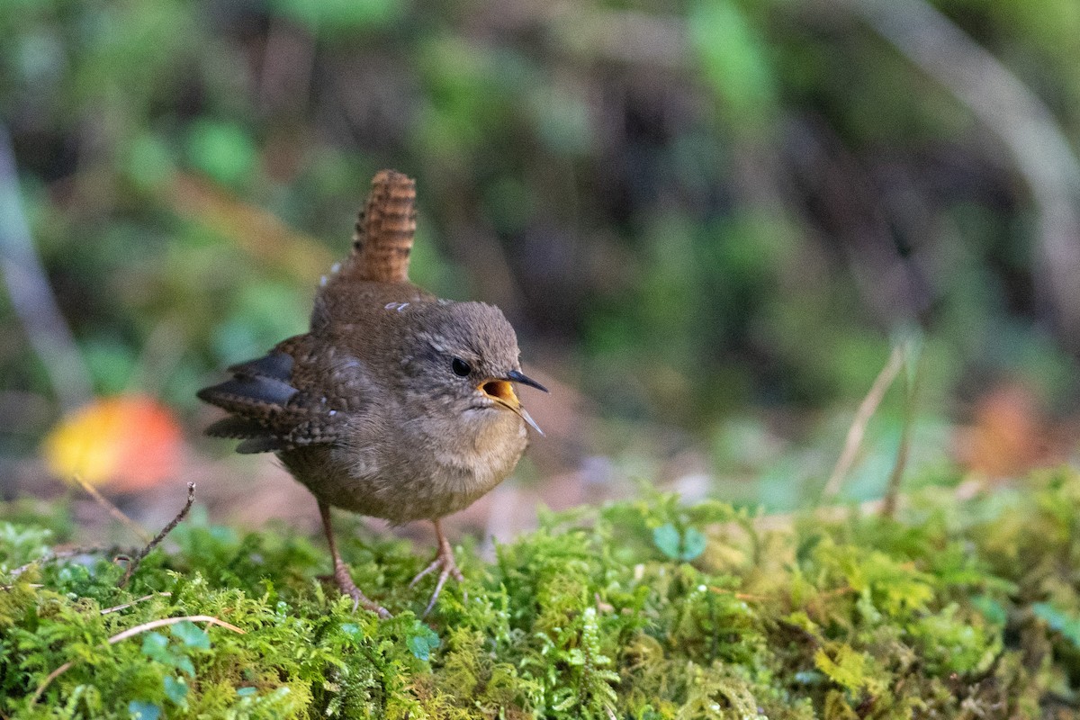 Eurasian Wren - Jared Keyes