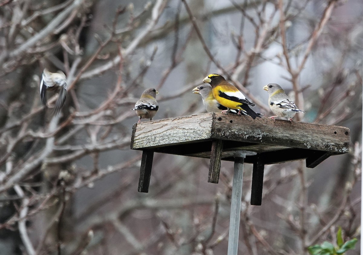 Evening Grosbeak - ML148168551