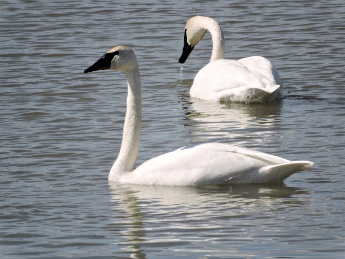 Trumpeter Swan - ML148169391