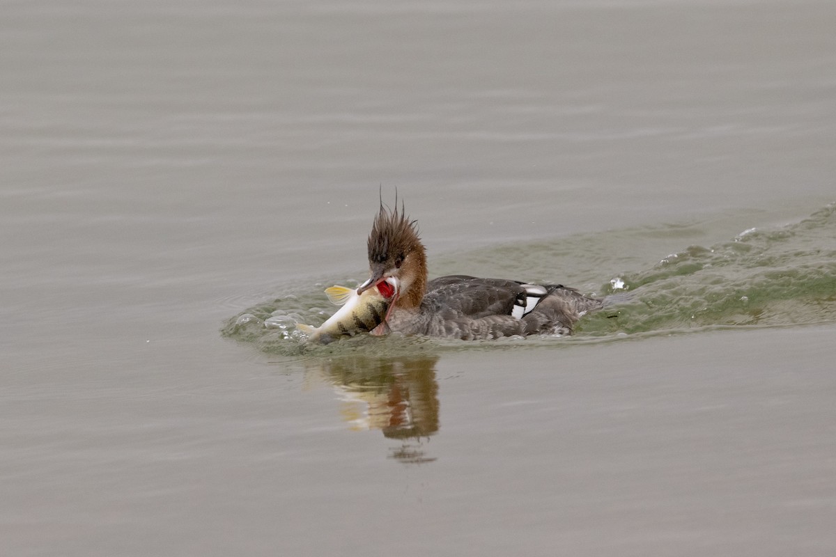 Red-breasted Merganser - ML148169481