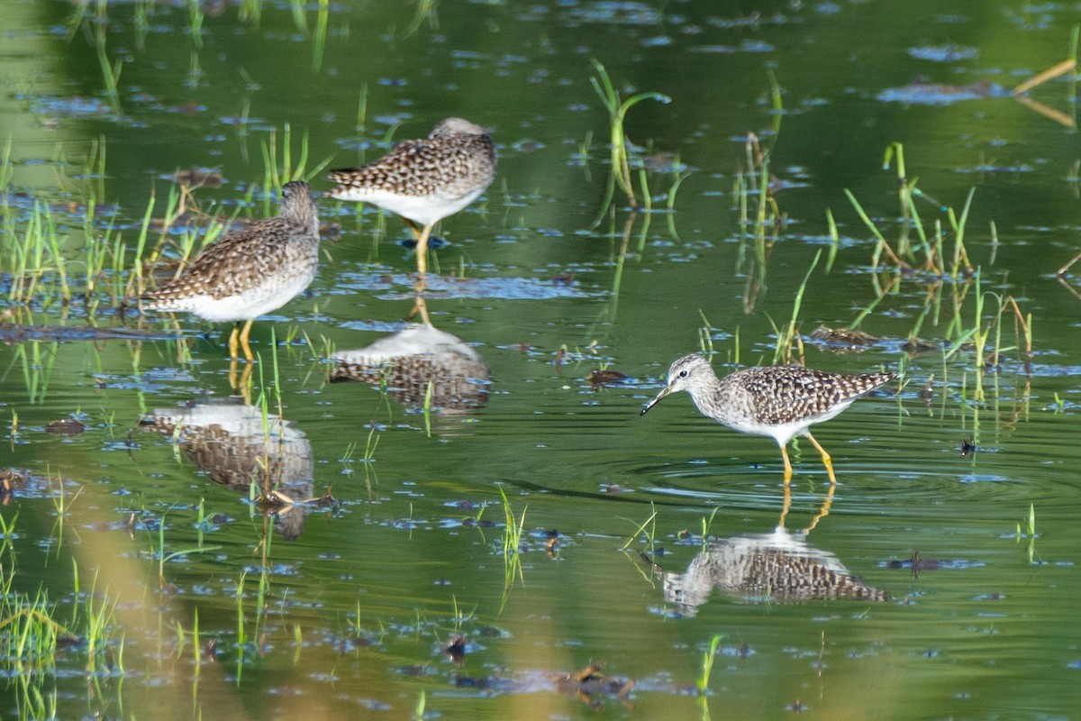 Wood Sandpiper - ML148170011