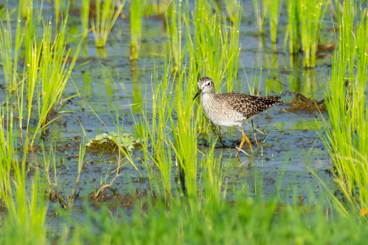 Wood Sandpiper - ML148170031