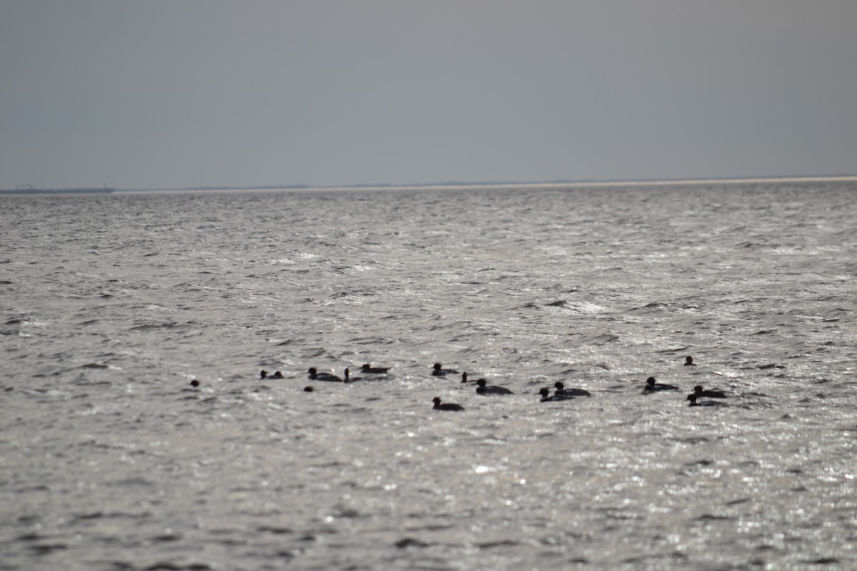 Red-breasted Merganser - ML148170811