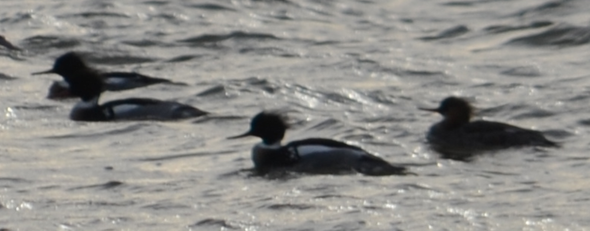 Red-breasted Merganser - ML148171021