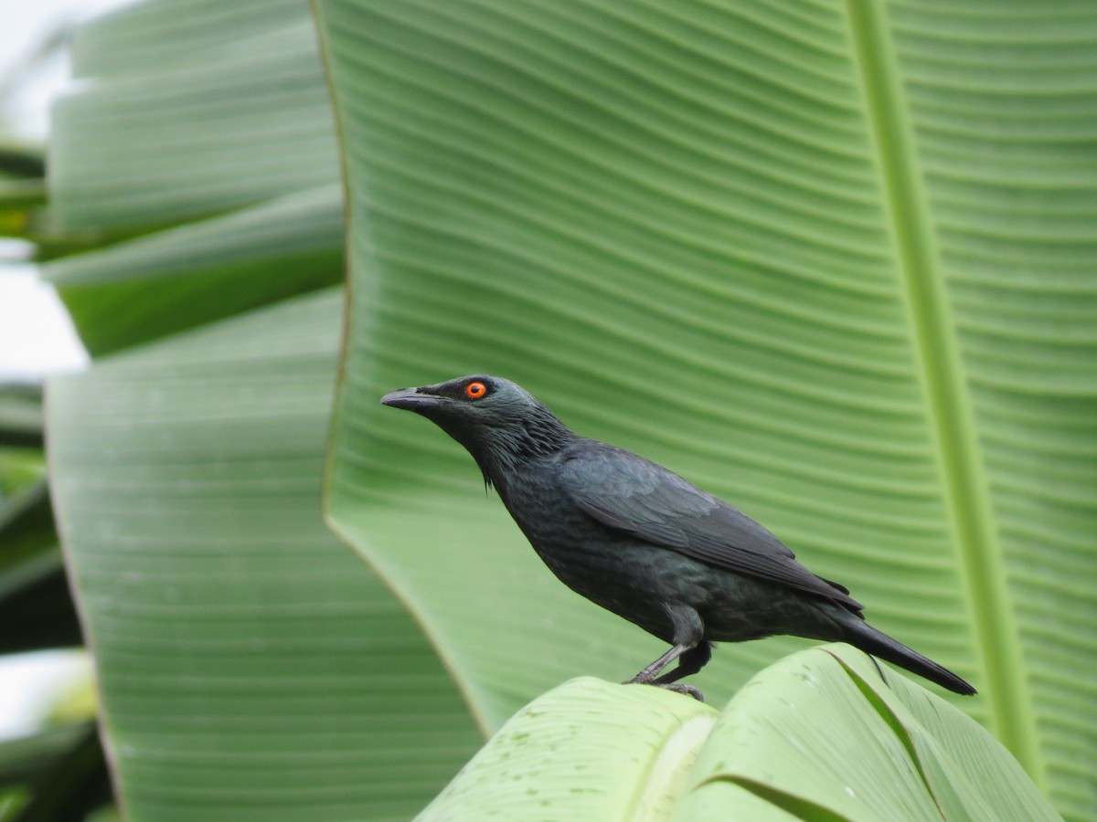 Singing Starling - Christian Cholette