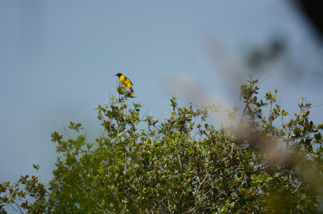 Audubon's Oriole - ML148171521