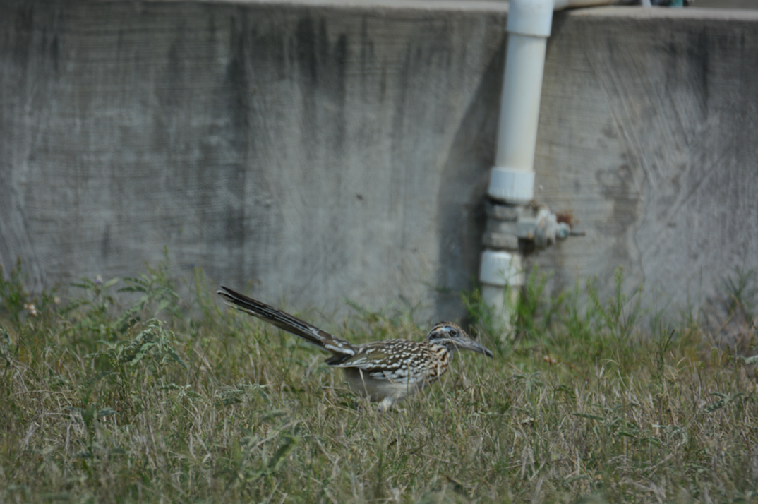 Greater Roadrunner - ML148171631