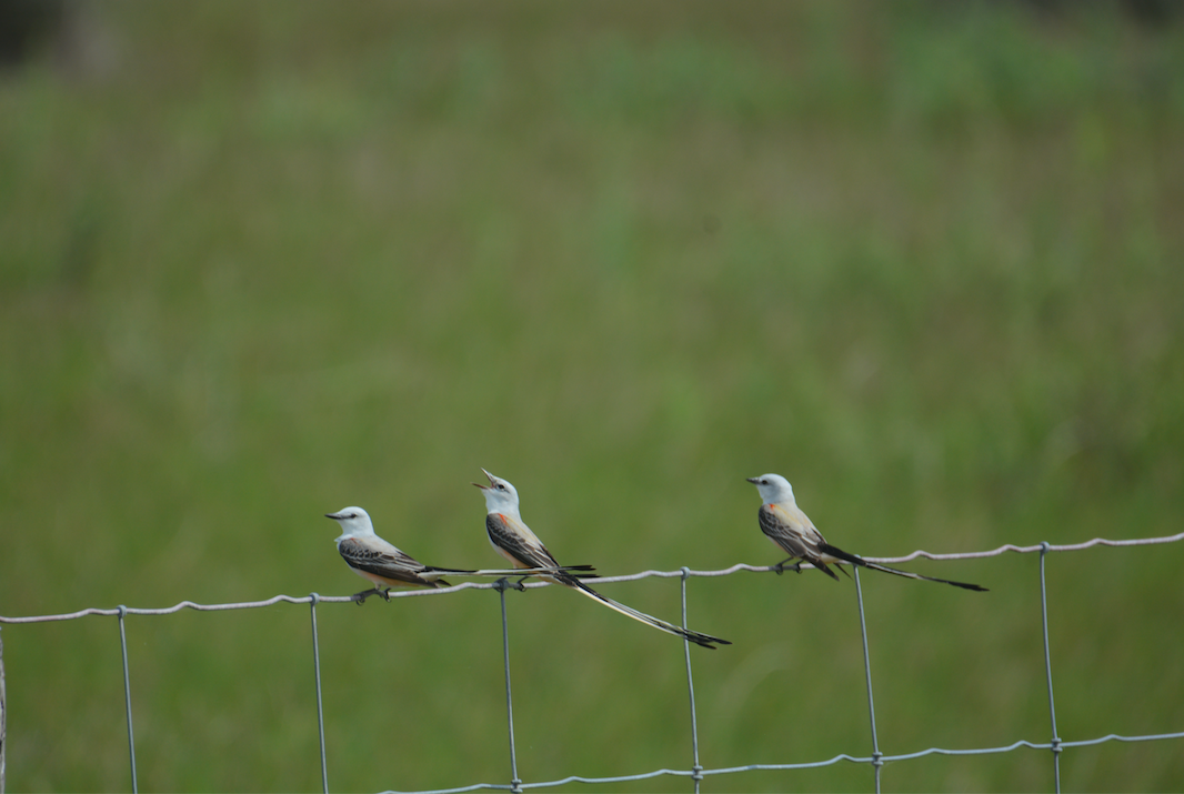 Scissor-tailed Flycatcher - ML148171651