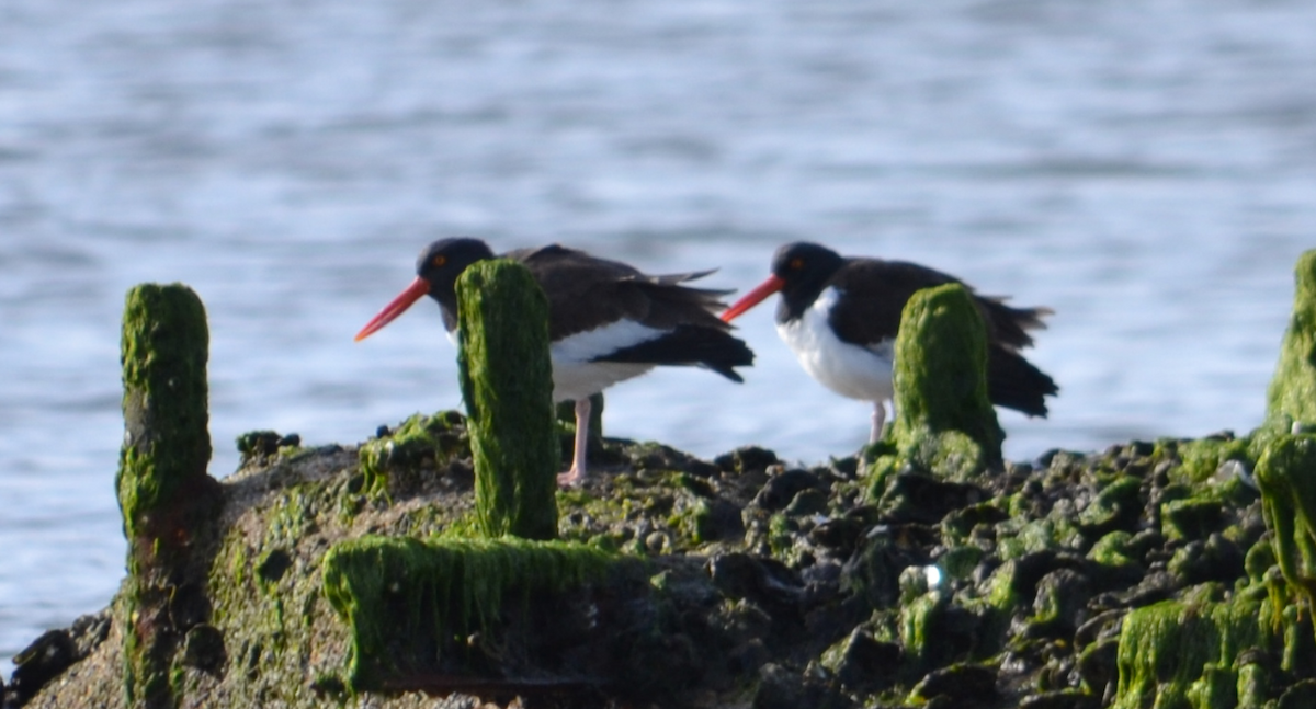 American Oystercatcher - ML148172321